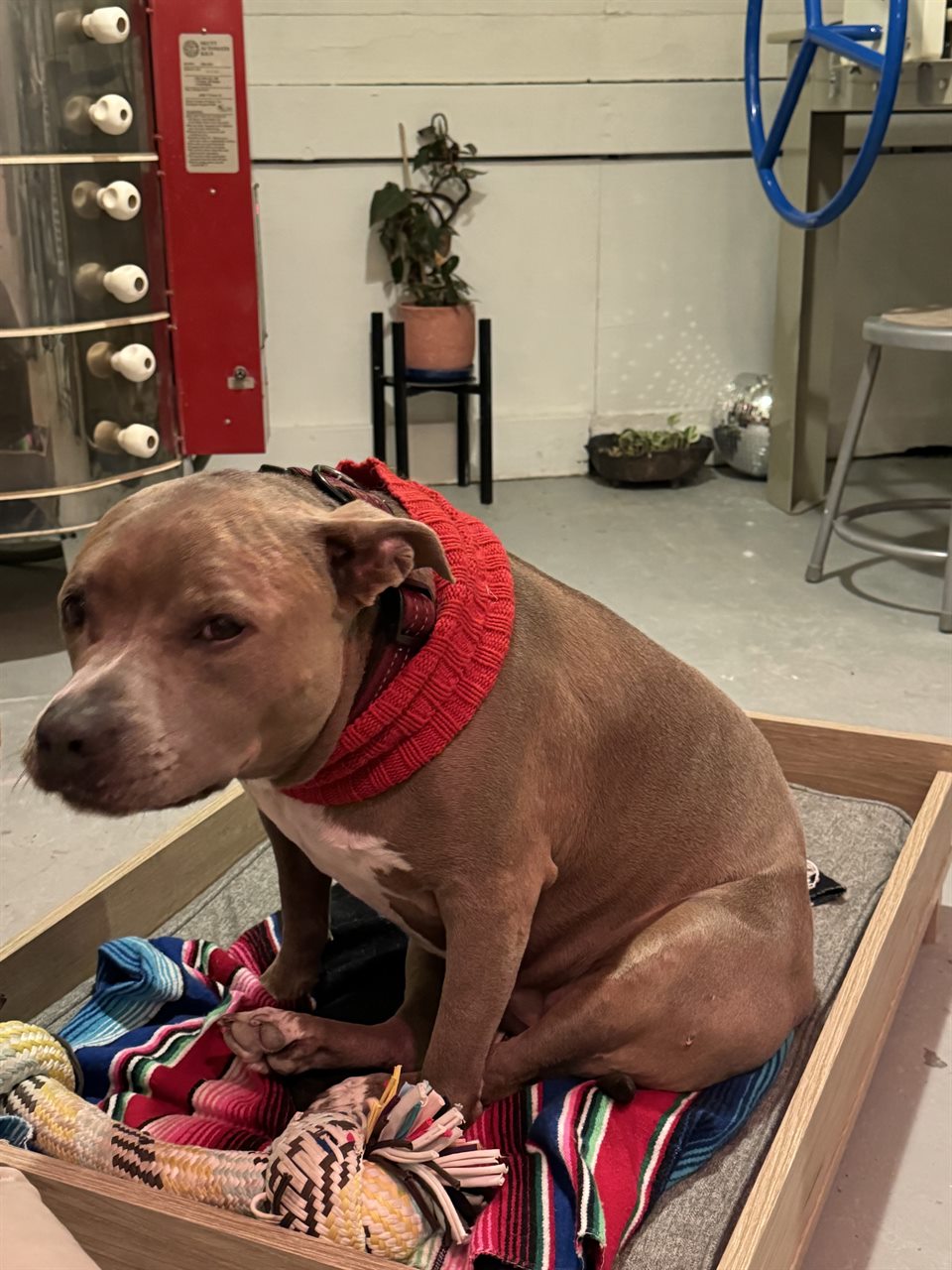Brown studio dog wearing a red sweater beside the kiln