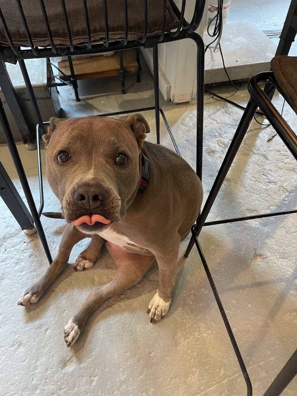 Brown studio dog sitting under a chair